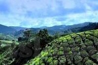 91和麻豆-窥探91与麻豆，网络世界的迷思与现实