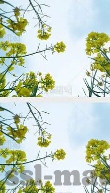 最近的2019中文字幕免费-探索2019年免费中文字幕的多元魅力